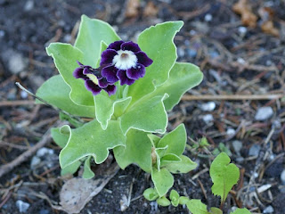 Primevère Oreille d'ours - Primula auricula