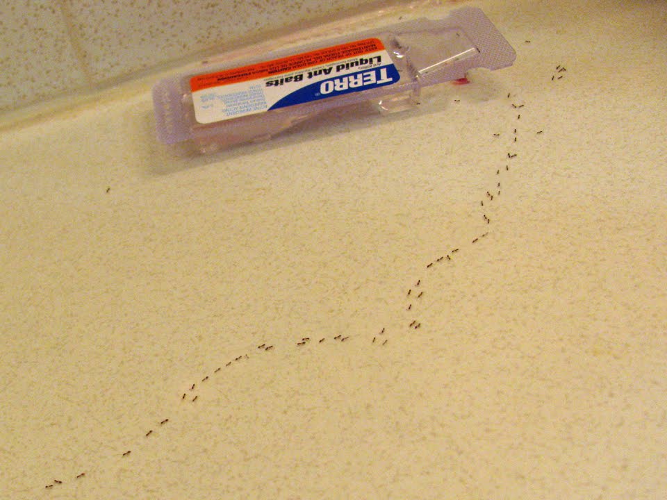Tiny Red Ants In Bathroom