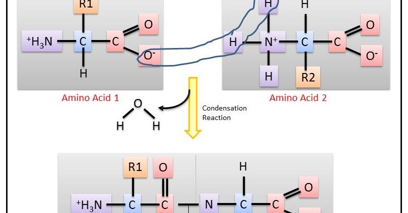 B For Biology Biomolecules Of The Cell Proteins