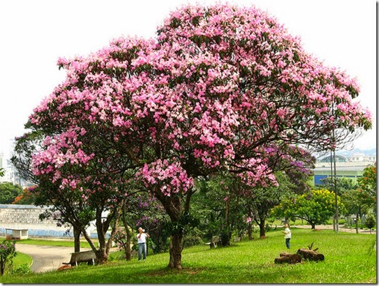 Quaresmeira rosa
