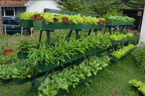 Cara Membuat Desain Taman  Sayur  dan  Buah  Sederhana Tapi 