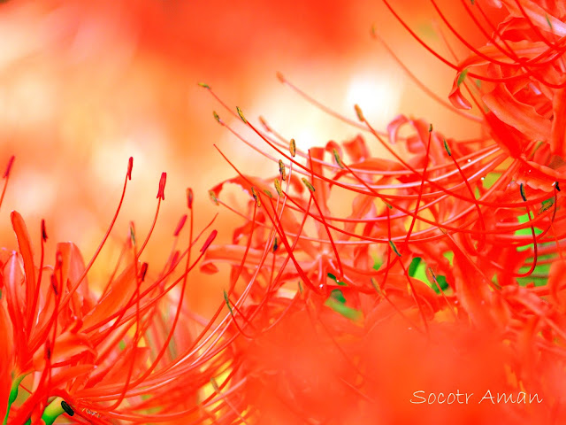 Lycoris radiata