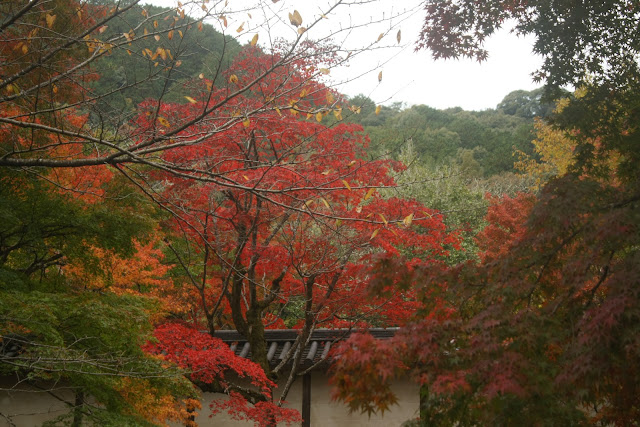 二尊院參道盡頭紅楓