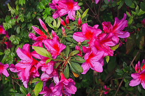 photo_003