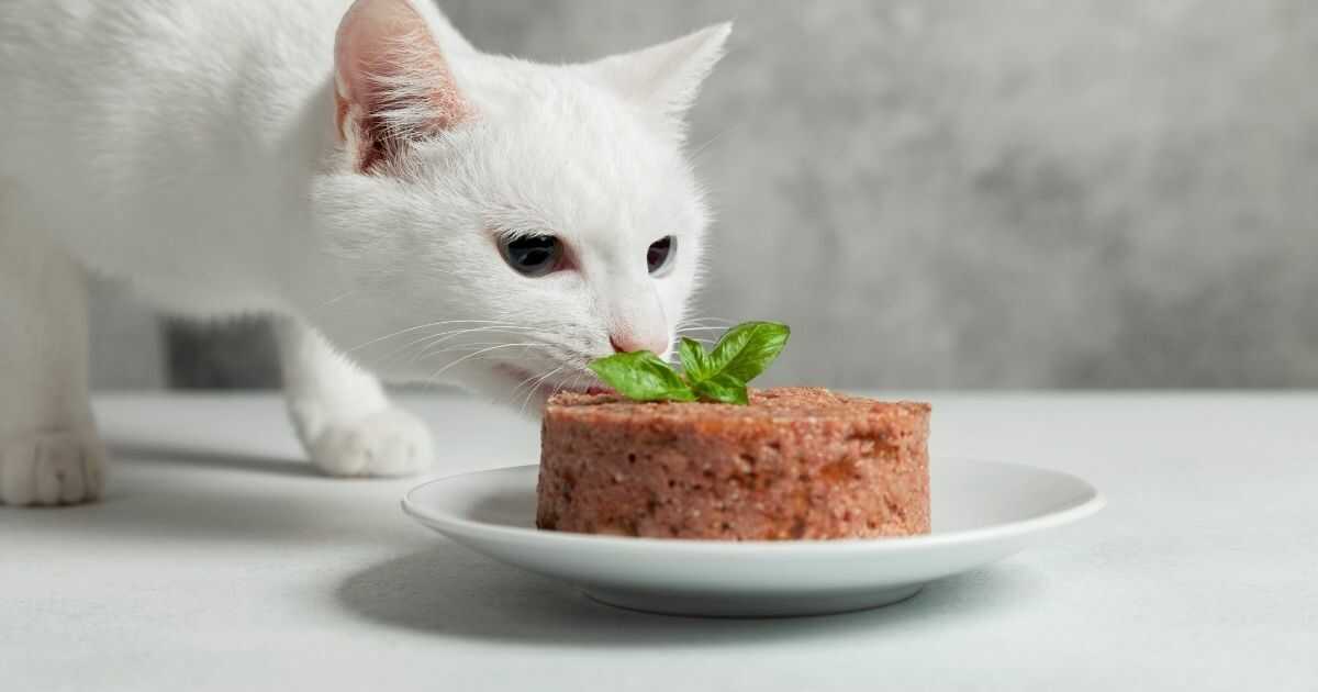 Resepi makanan kucing untuk gemuk