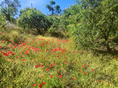 amapolas