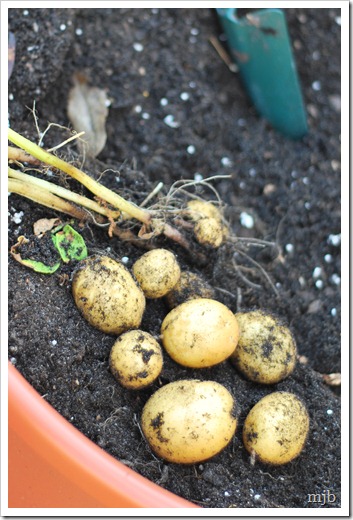 potatoes!