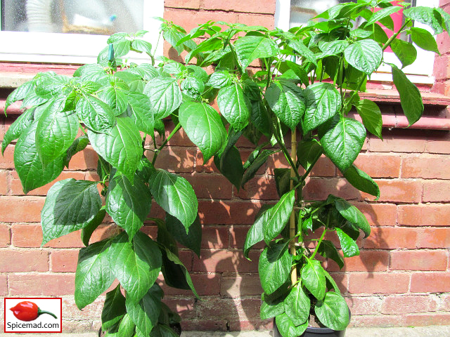 New Variety - Isabela Island Red Habanero - 1st June 2025 (Now Culled) New Variety - Isabela Island Red Habanero - 1st June 2025 (Now Culled)