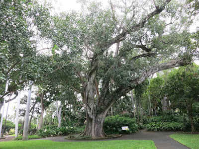 Bohdi tree, Ficus religiosa, Honolulu