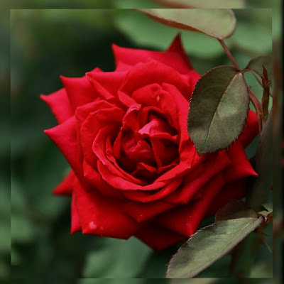 Dark red rose