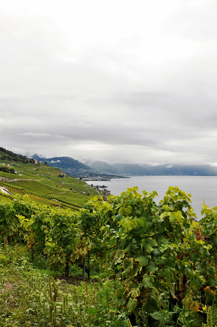 Lavaux