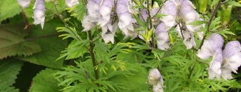 BIKHA (ACONITUM SPICATUM)