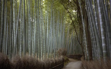 ROADS_BAMBOO