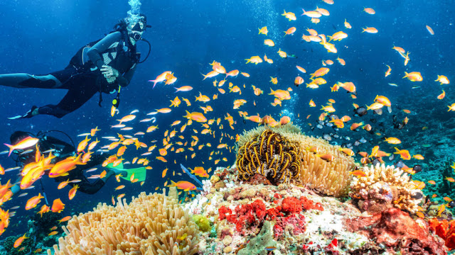 According to a study, oxybenzone, a common ingredient found in sunscreens, can be converted into a fatal poison by corals and sea anemones, posing a threat to coral reefs.  PLUS SHANSCHE/ISTOCK/GETTY IMAGES