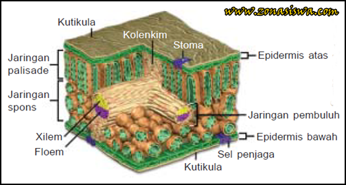 Fungsi Daun, Struktur Daun, Fungsi Daun untuk Fotosintesis, Jaringan Epidermis, Jaringan Mesofil, Jaringan Pembuluh.