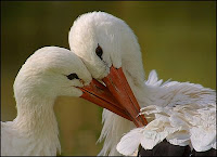 ternura entre pareja de aves