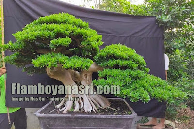 Jual bonsai beringin korea Surabaya