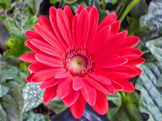 Gerbera red Flower Sri Lanka