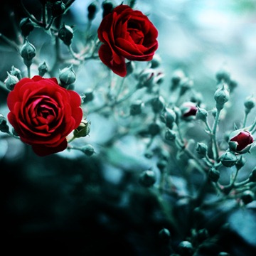 RED_ROSE_092