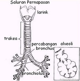  yakni jaringan ikat padat yang  bersifat kaku namun fleksibel  Mengapa Trakea dan Bronkus Tersusun Atas Kartilago?