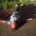 Tangaraense morre em acidente na MT 170, entre Curvelândia e Lambari do Oeste