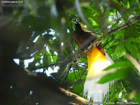 Birding tour in Tambrauw mountains