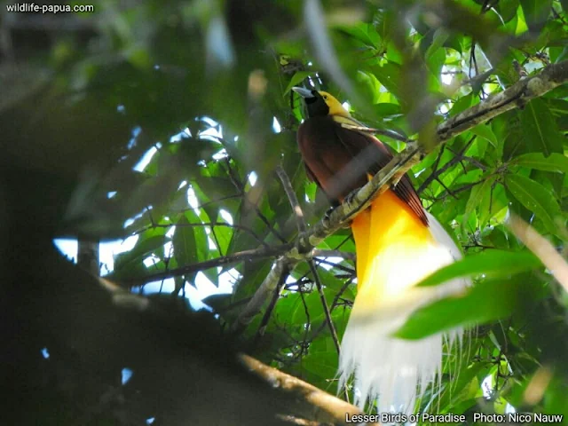Birding tour in Tambrauw mountains