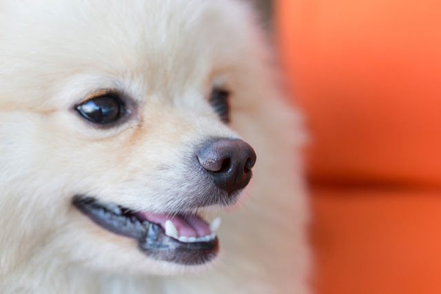 Close-up of a happy white Pomeranian dog