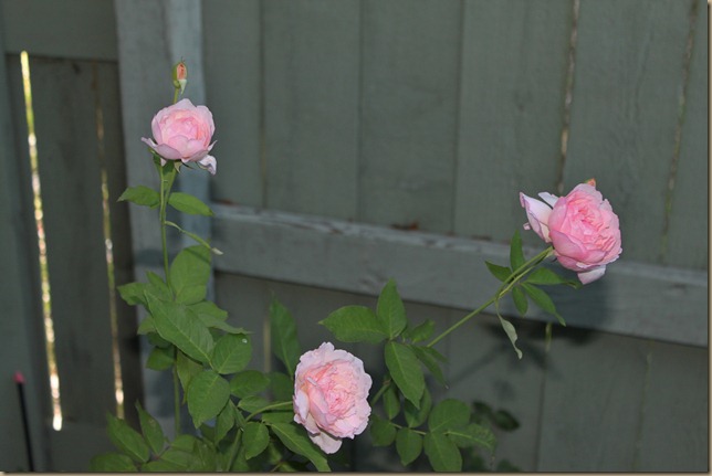 IMG_3848 IMG_3848