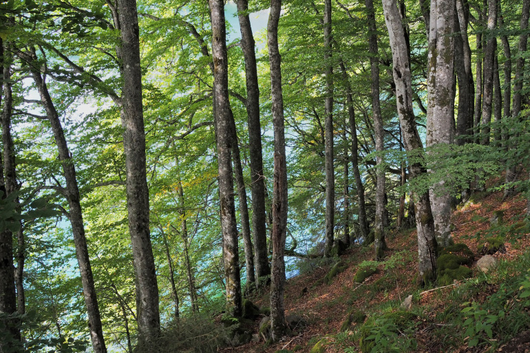 Promenade autour du lac Pavin dans le massif du Sancy