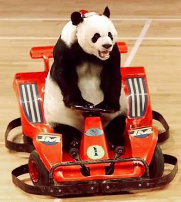 Driving Panda - Funny Panda