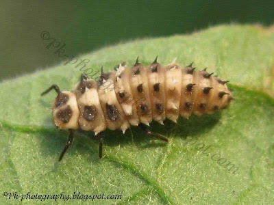 Ladybug Larva