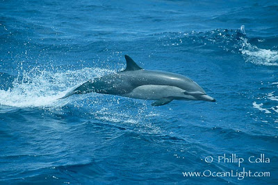 Delfín común Delphinus delphis
