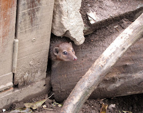 mongoose Newquay zoo