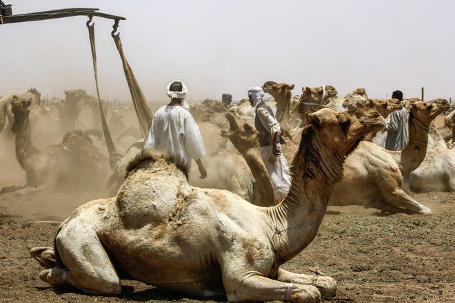 الإبل في السودان.. تاريخ وتجارة وحياة