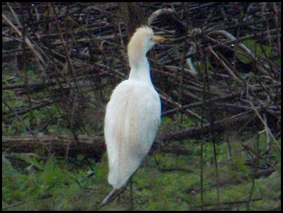 La Chua Trail 047