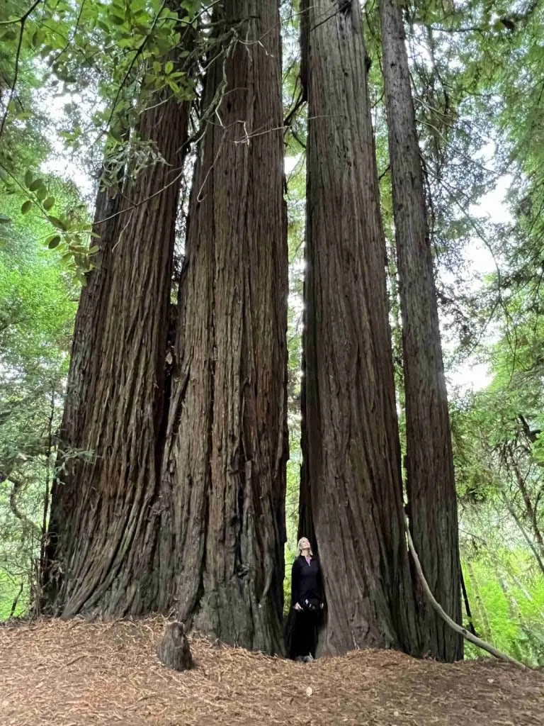 Unveiling the Wonders of Redwood National Park, California: Explore the Tallest Trees on Earth Introduction to Redwood National Park - Redwood National Park in northern California is a must-visit destination for nature enthusiasts.  - Home to the world's tallest tree, known as "Tall Tree," this park showcases the majestic beauty of redwood trees.  - These trees can only be found in California and China, making a visit to Redwood National Park a unique opportunity to witness these rare giants up close.  - Camping is available in the park, but limited facilities require thorough research before deciding to stay overnight.    Park Access and Information - Redwood National Park does not have an entrance fee or a highway entrance station.  - Visitors must stop by the Redwood Information Center in nearby Orick or the headquarters in Crescent City before entering the park.  - The information center provides a short introduction to the park, ensuring visitors understand what they will encounter.  - Additionally, visitors can obtain a permit to enter the gated Tall Trees Grove area inside the park. The number of car permits is limited, so a detour to the Information Center is highly recommended for those wishing to admire the world's tallest trees.  - The journey to the Tall Trees Grove takes approximately 4 hours, including a portion on a slow-speed dirt road. Ensure your vehicle is suitable for this adventure.    Hiking and Horseback Riding Opportunities - Hiking in Redwood National Park is possible, but a permit is required to access the Tall Tree Grove area.  - Some periods of the year restrict hikers from entering this area due to inaccessible footbridges across the creek.  - Horseback riding trails are available locally, offering another way to appreciate the beauty of this region.    The Natural Gem of America - Redwood National Park is considered one of America's natural gems, cherished for its extraordinary beauty and significance.  - The park is highly protected, emphasizing the importance of preserving its unique ecosystem.  - If you have the opportunity, experiencing the magnificence of these towering trees up close is truly worth the effort.