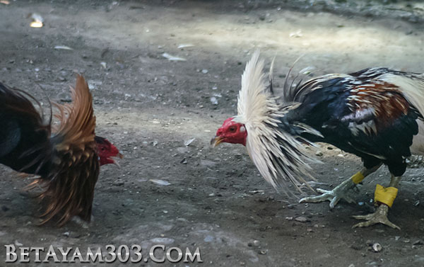 Judi Sabung Ayam S1288