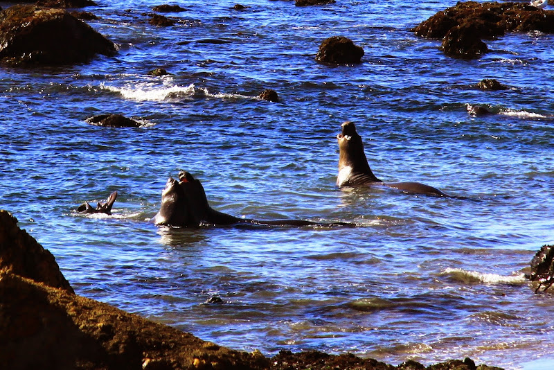 Piedras Blancas Elephant Seal Rookery California Coastal Drive Through Big Sur