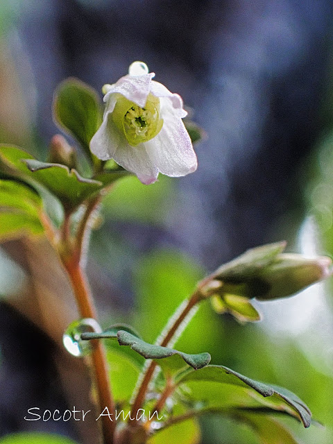 Semiaquilegia adoxoides