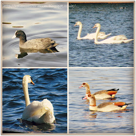 Birds on the water, Coot, Swans and Egyptian Geese