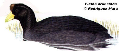 Andean Coot