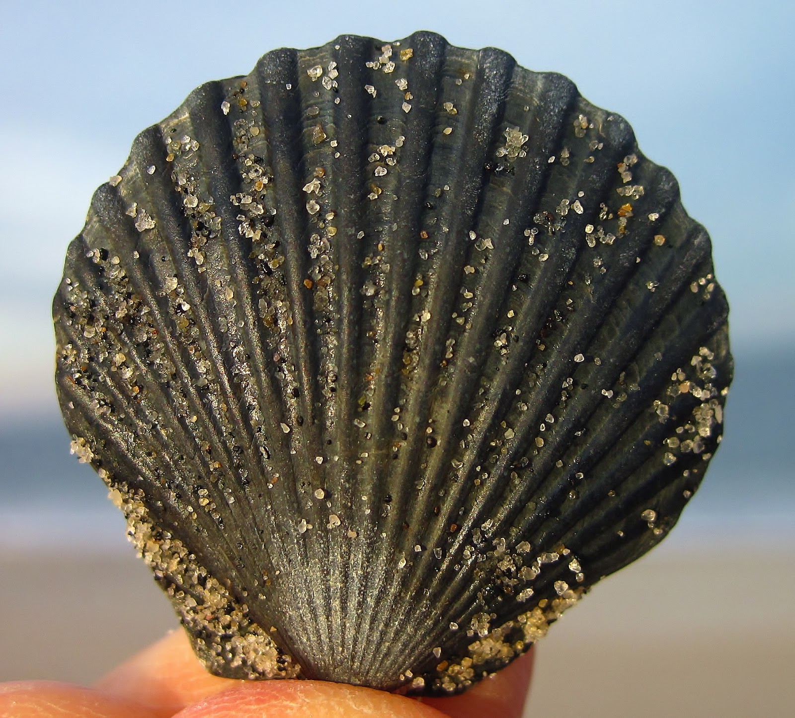 Nature on the Edge of New York City: Bay Scallops' Colorful Complexion