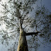 AMPUPU (Eucalyptus urophylla S.T. Blake)