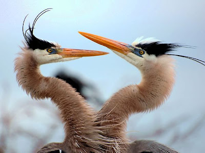 two blue herons picture