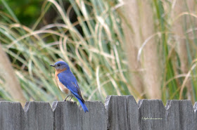 Eastern Bluebird photo by Sylvestermouse