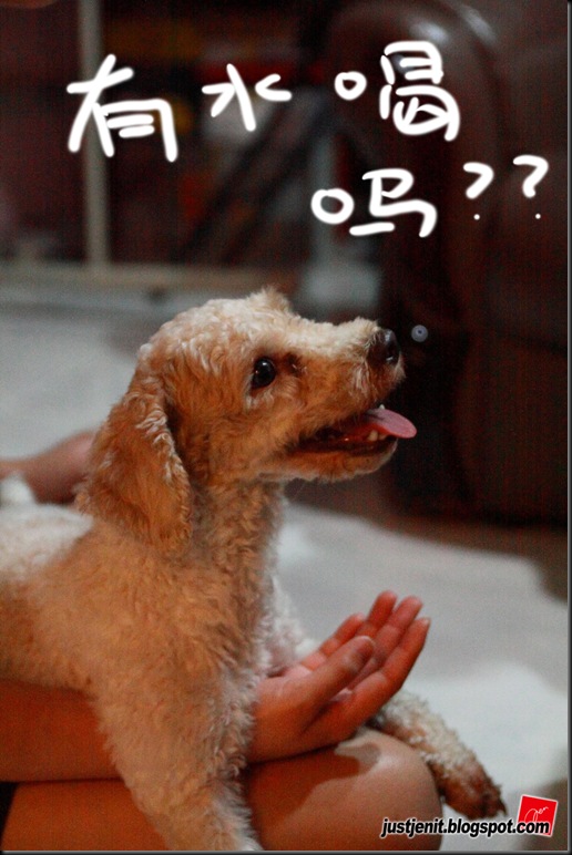 _ Doggie_2009.08.05_0048