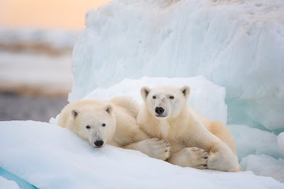 Polar Bear 2022 Documentary Image