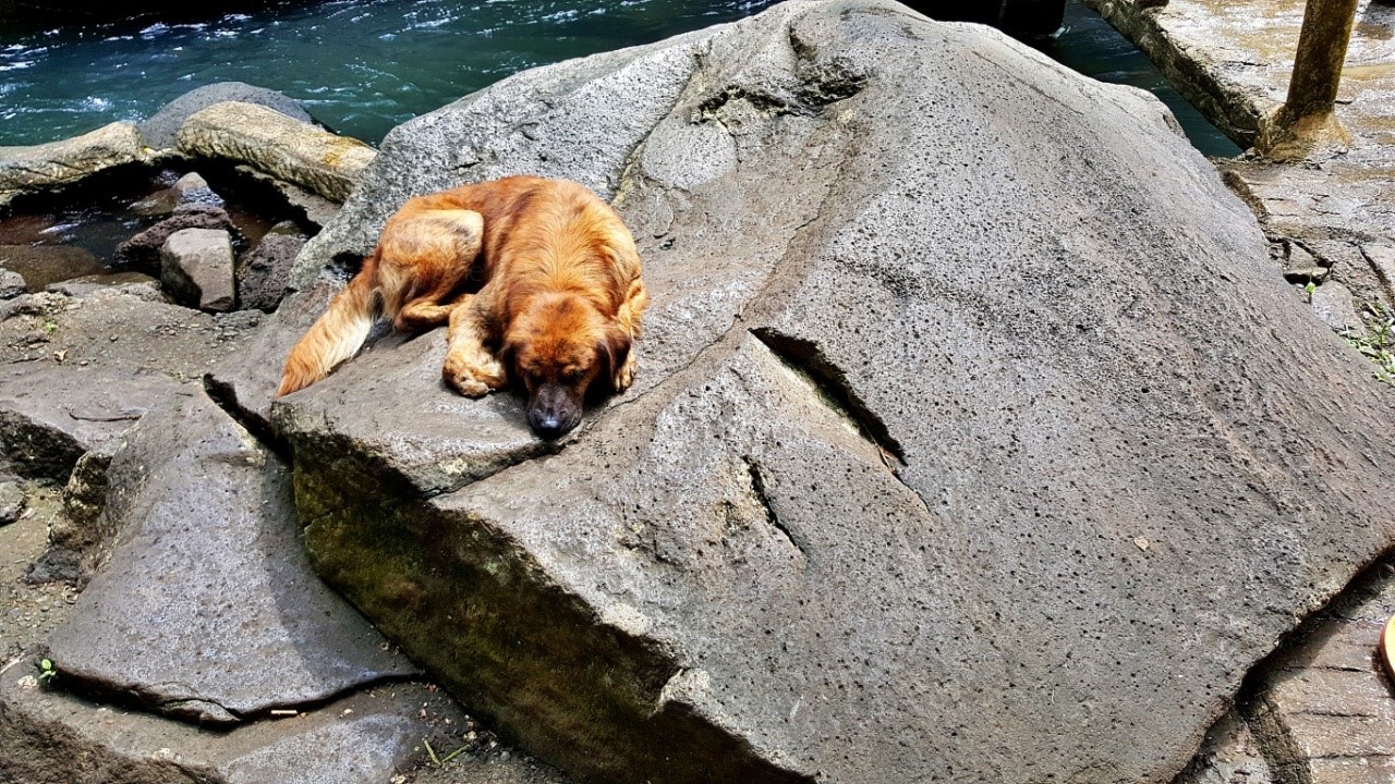 dog sun-bathing on a rock on the sides of Tinago Falls