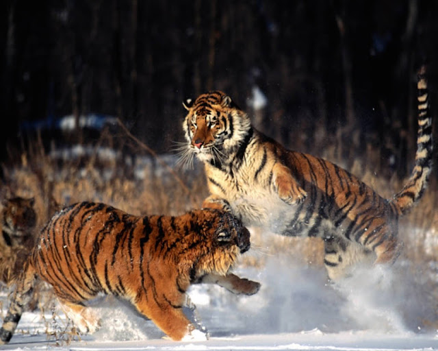 Two Tigers Fighting